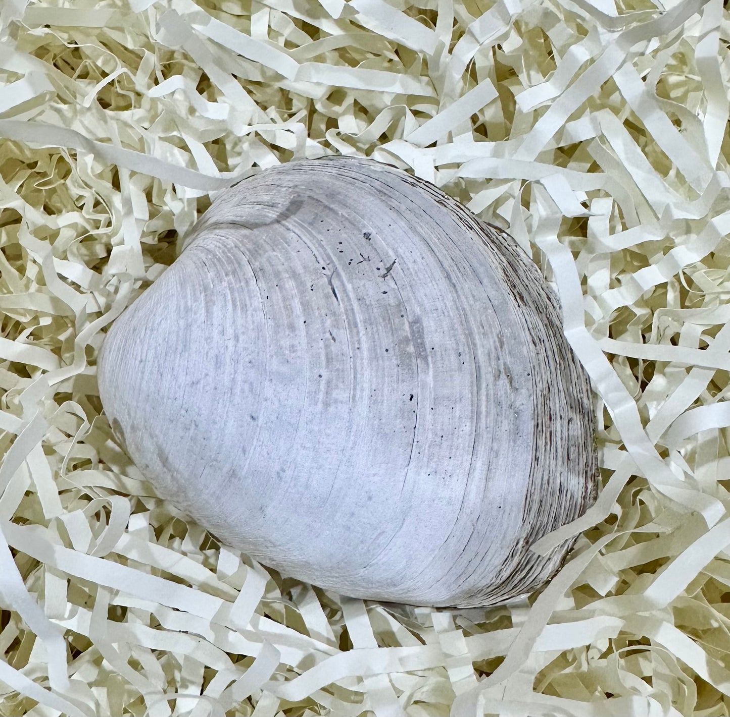 Mermaid sea shell