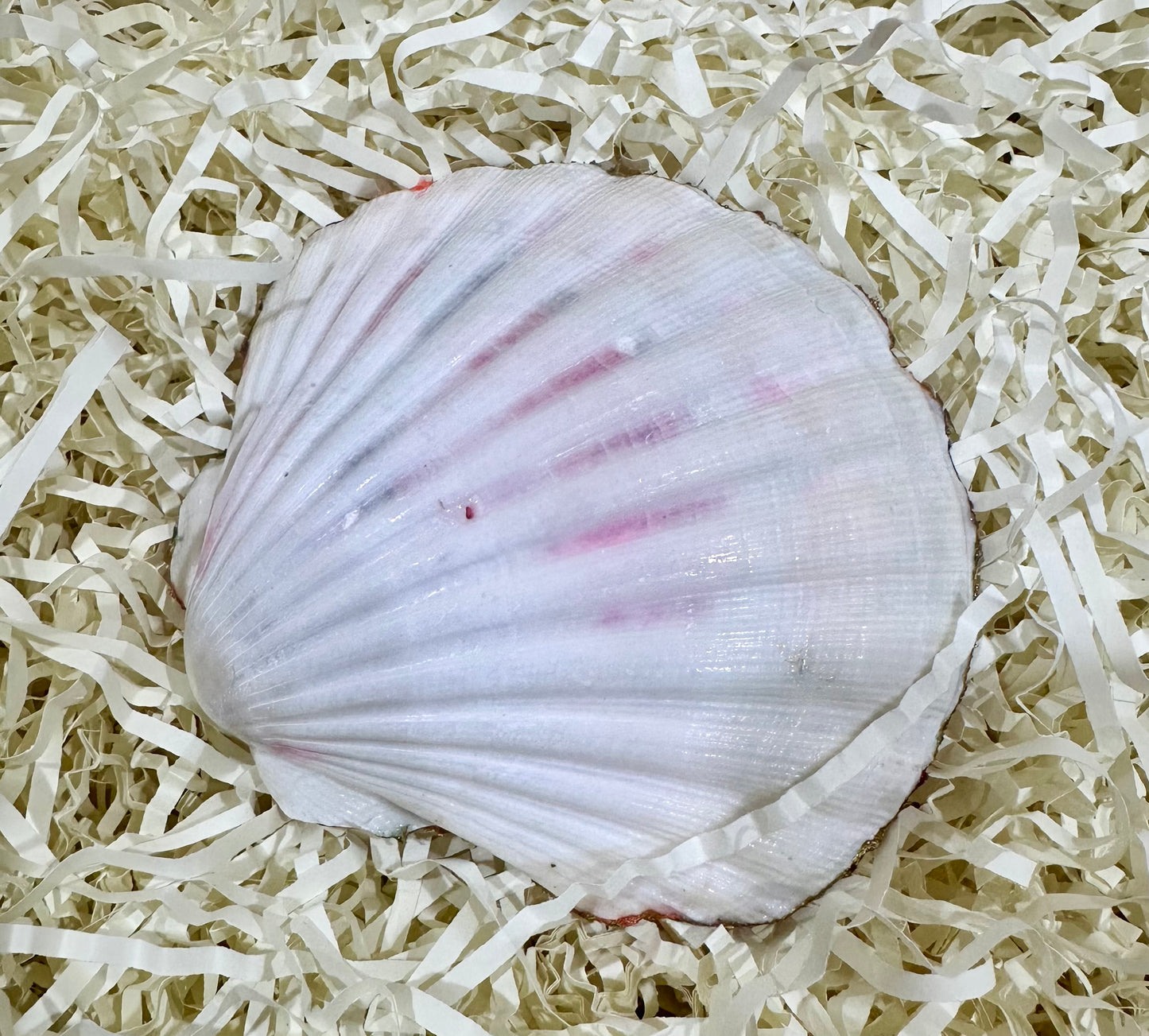 Floral sea shell