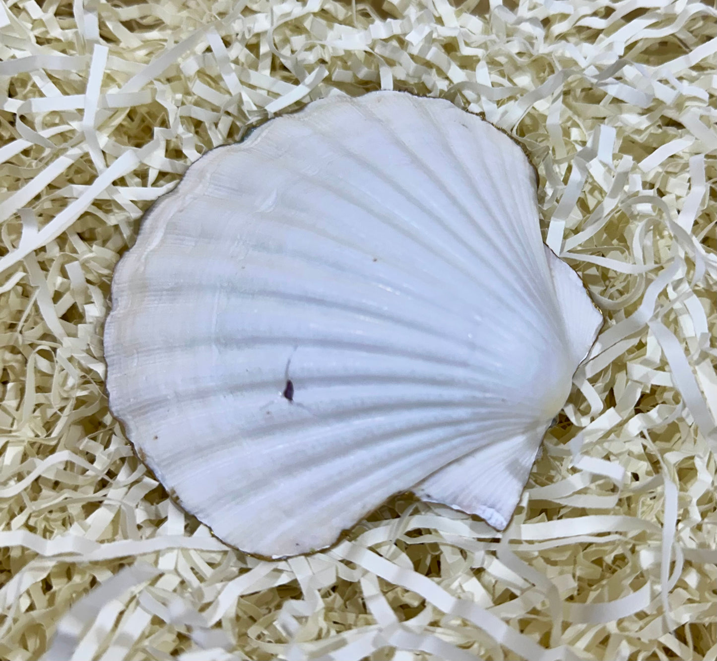 Floral sea shell