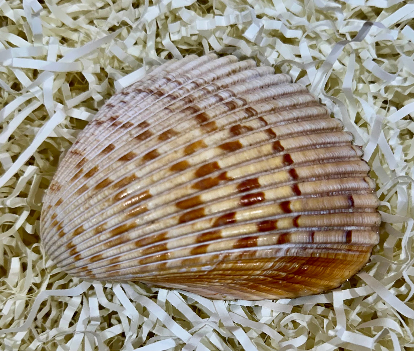 Decoupage floral sea shell
