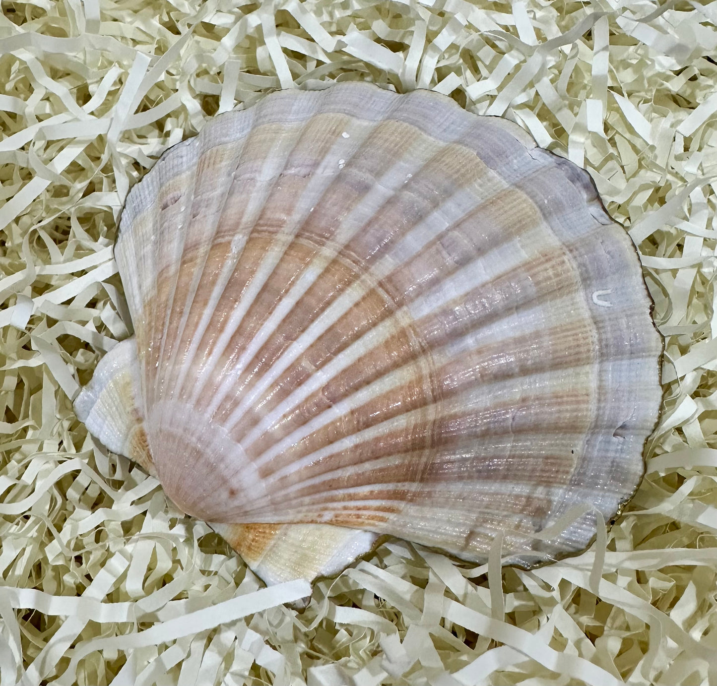 Floral sea shell