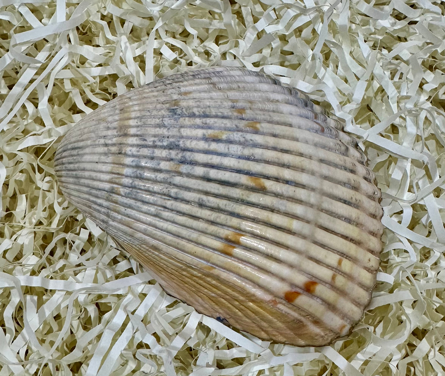 Decoupage floral sea shell